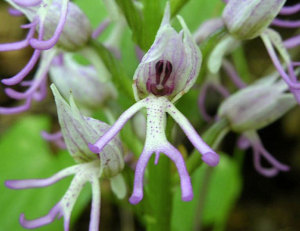 Una delle splendide orchidee che popolano la riserva delle Cornate di Gerfalco